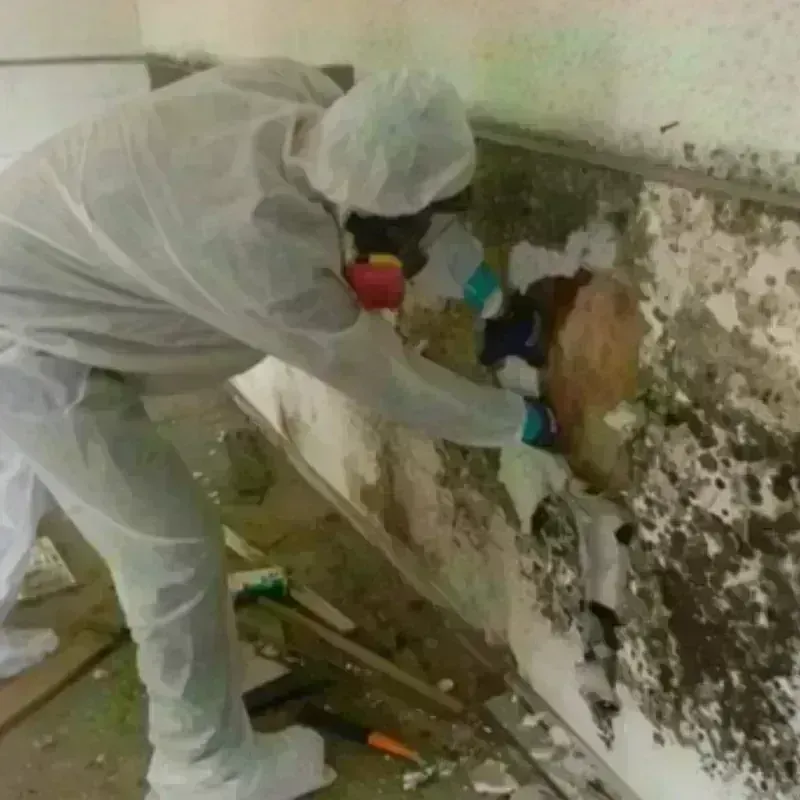 Mold Remediation and Removal in Moundville, AL